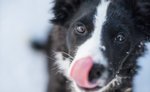 image Les maladies génétiques chez le Border Collie