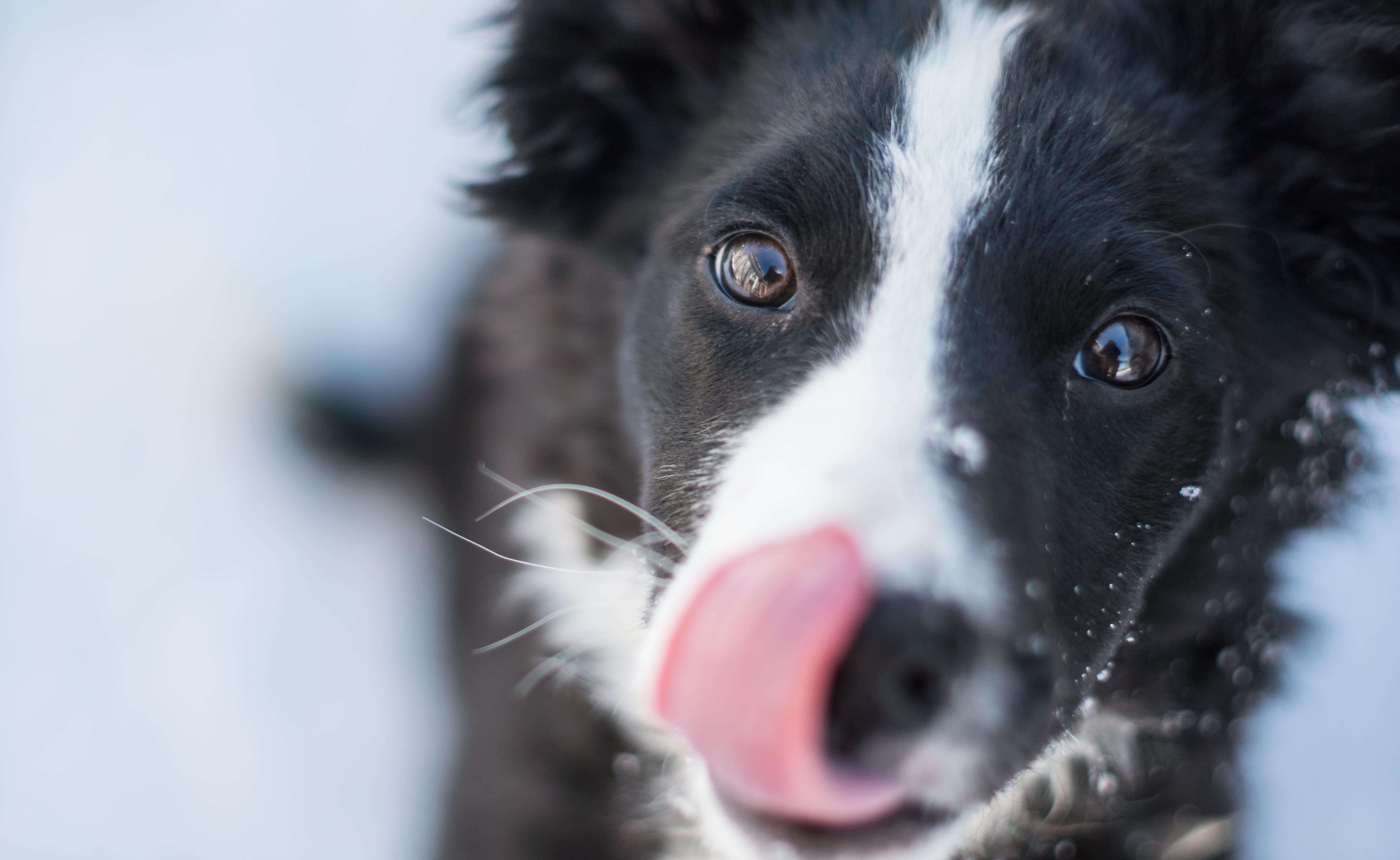 Les maladies génétiques chez le Border Collie