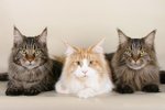 image Les maladies génétiques du Maine Coon