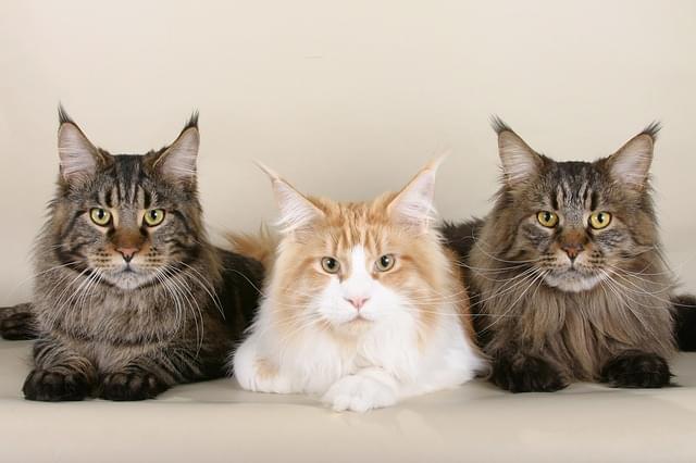 Les maladies génétiques du Maine Coon