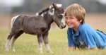 image Dépister le nanisme des chevaux miniatures